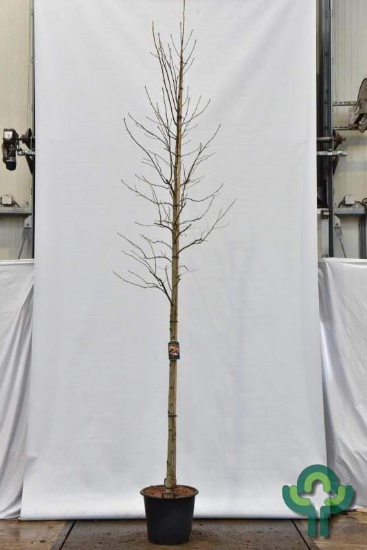Liquidambar styraciflua 'Thea'