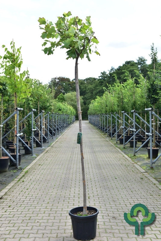 Liriodendron tulipifera 'Edward Gursztyn'