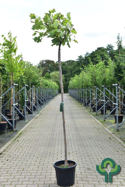 Liriodendron tulipifera 'Edward Gursztyn'