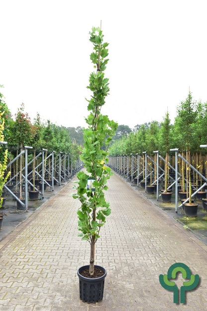 Liriodendron tulipifera 'Fastigiatum'