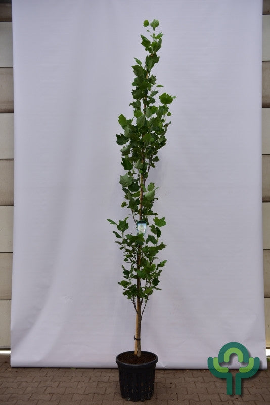 Liriodendron tulipifera 'Fastigiatum'