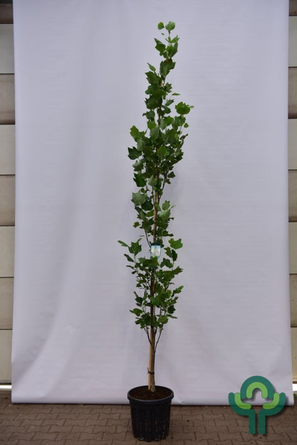 Liriodendron tulipifera 'Fastigiatum'