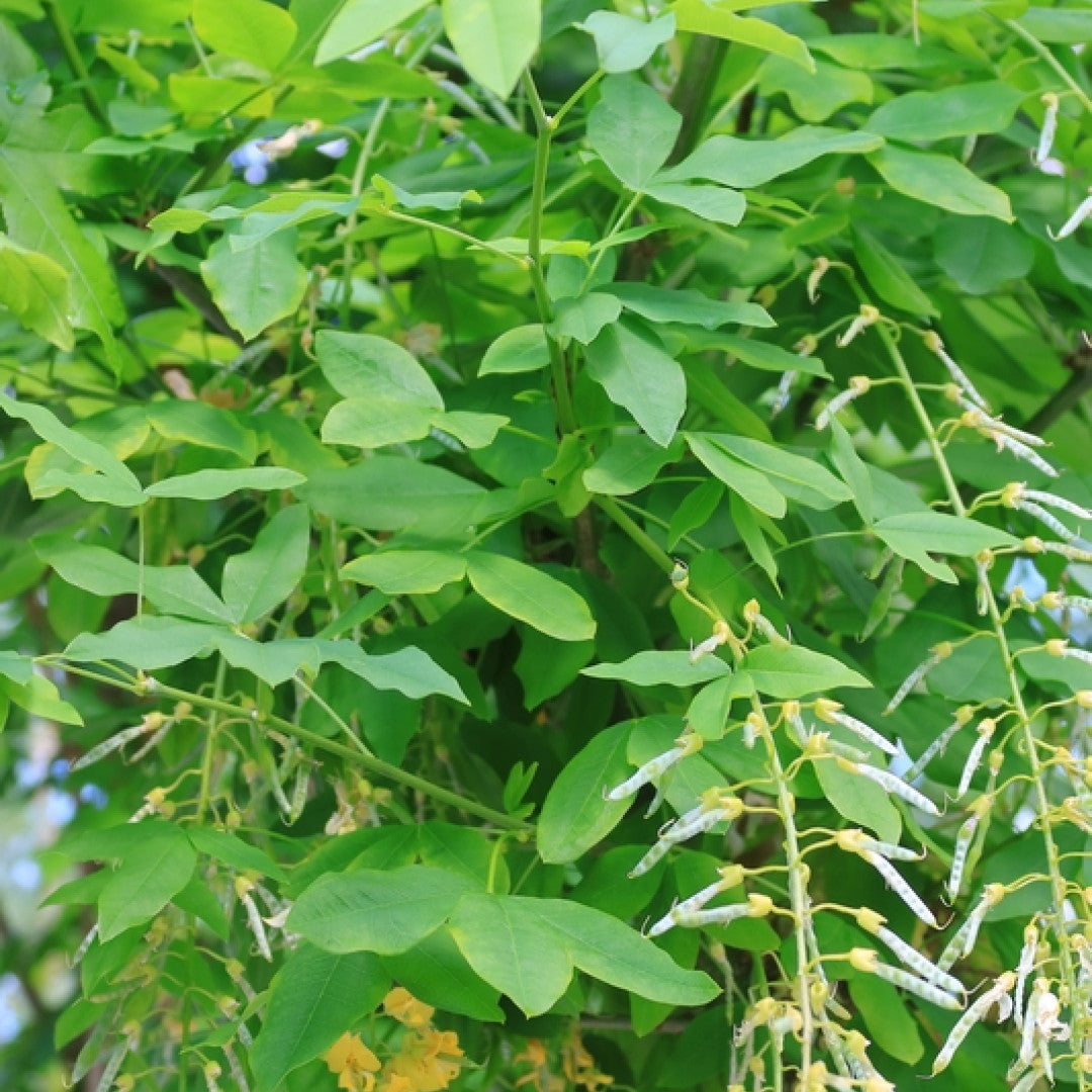 Laburnum alpinum 'Pendulum'