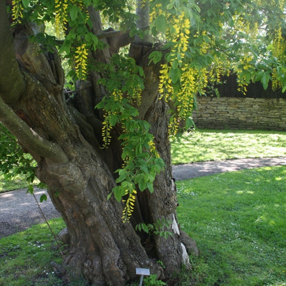 Laburnum anagyroides