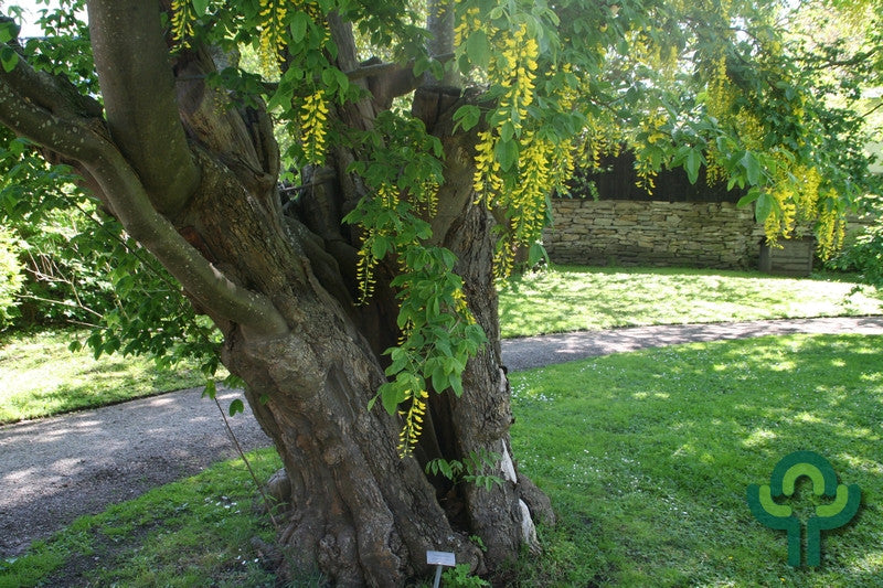 Laburnum anagyroides