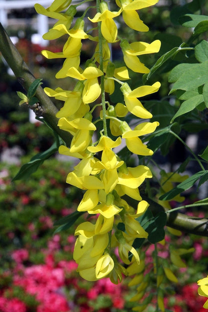 Laburnum watereri 'Vossii'