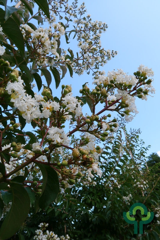 Lagerstroemia 'Natchez'