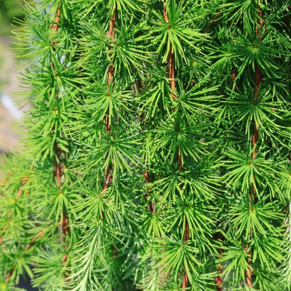 Japanse lariks (Larix kaempferi) 'Stiff Weeper'