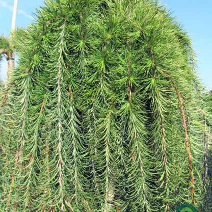 Japanse lariks (Larix kaempferi) 'Stiff Weeper'