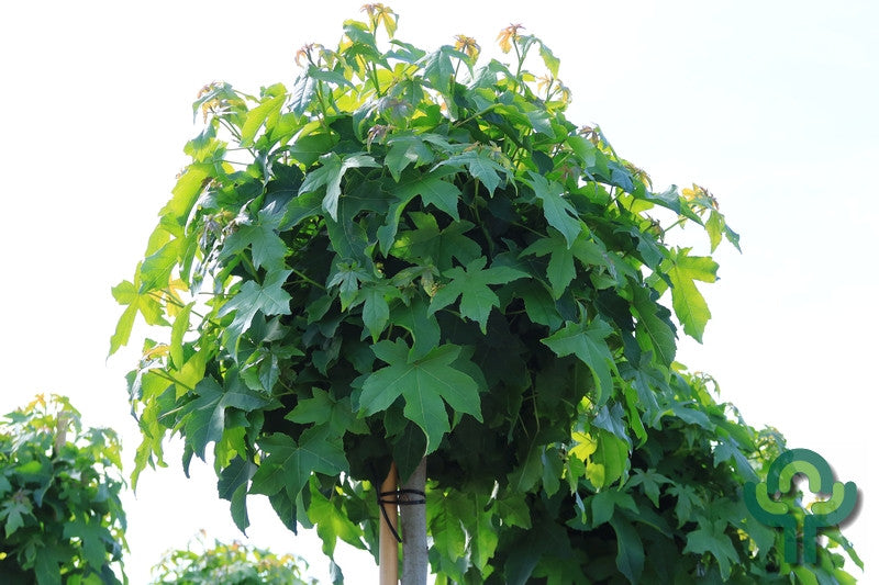 Liquidambar styraciflua 'Gum Ball'