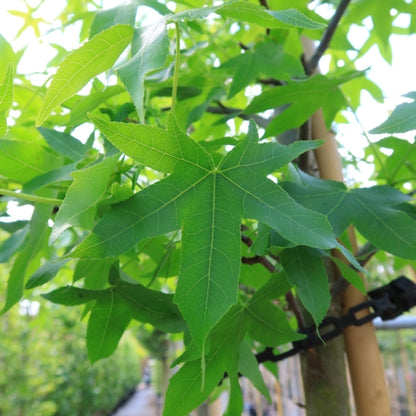 Liquidambar styraciflua 'Jason'