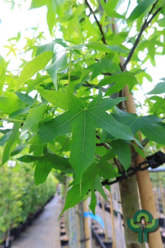 Liquidambar styraciflua 'Jason'