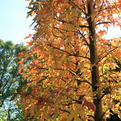 Liquidambar styraciflua 'Jason'