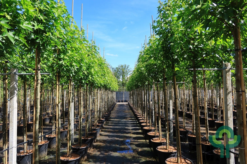 Liquidambar styraciflua 'Worplesdon'