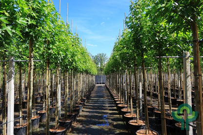 Liquidambar styraciflua 'Worplesdon'