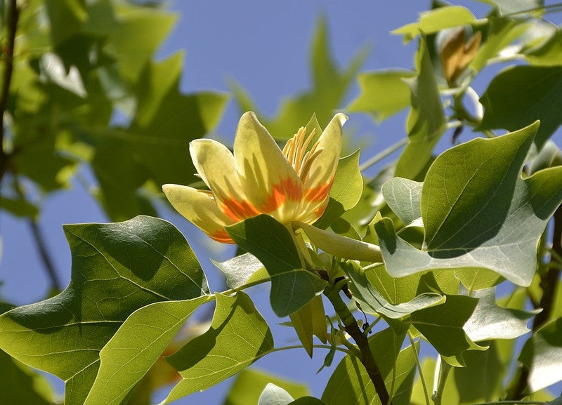 Tulpenboom (Liriodendron tulipifera)