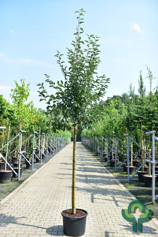 Malus 'Comtesse de Paris'