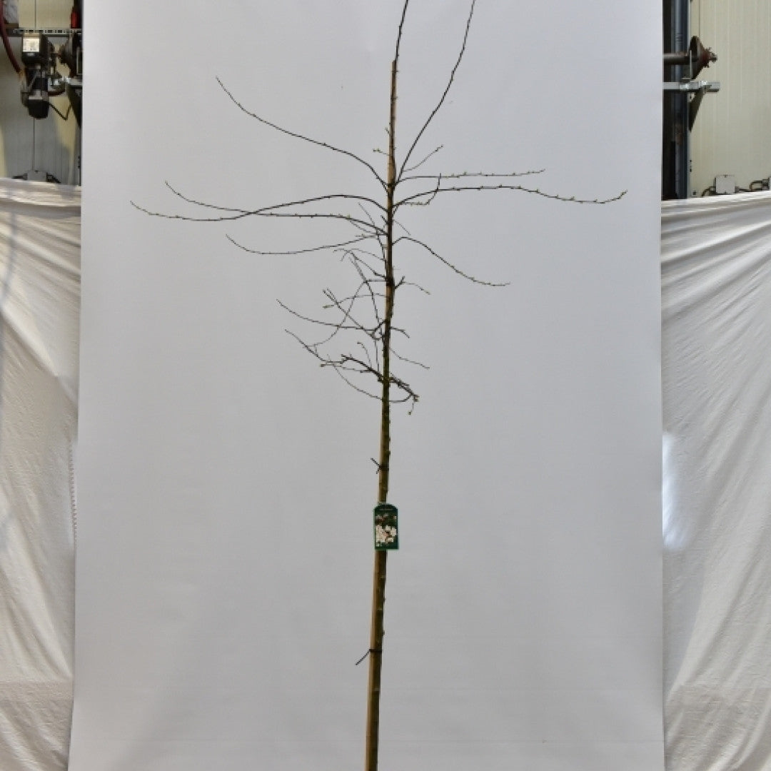 Malus floribunda