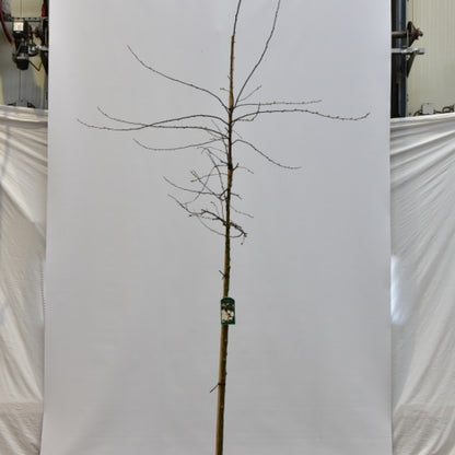 Malus floribunda