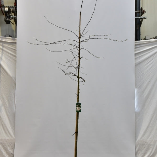 Malus floribunda