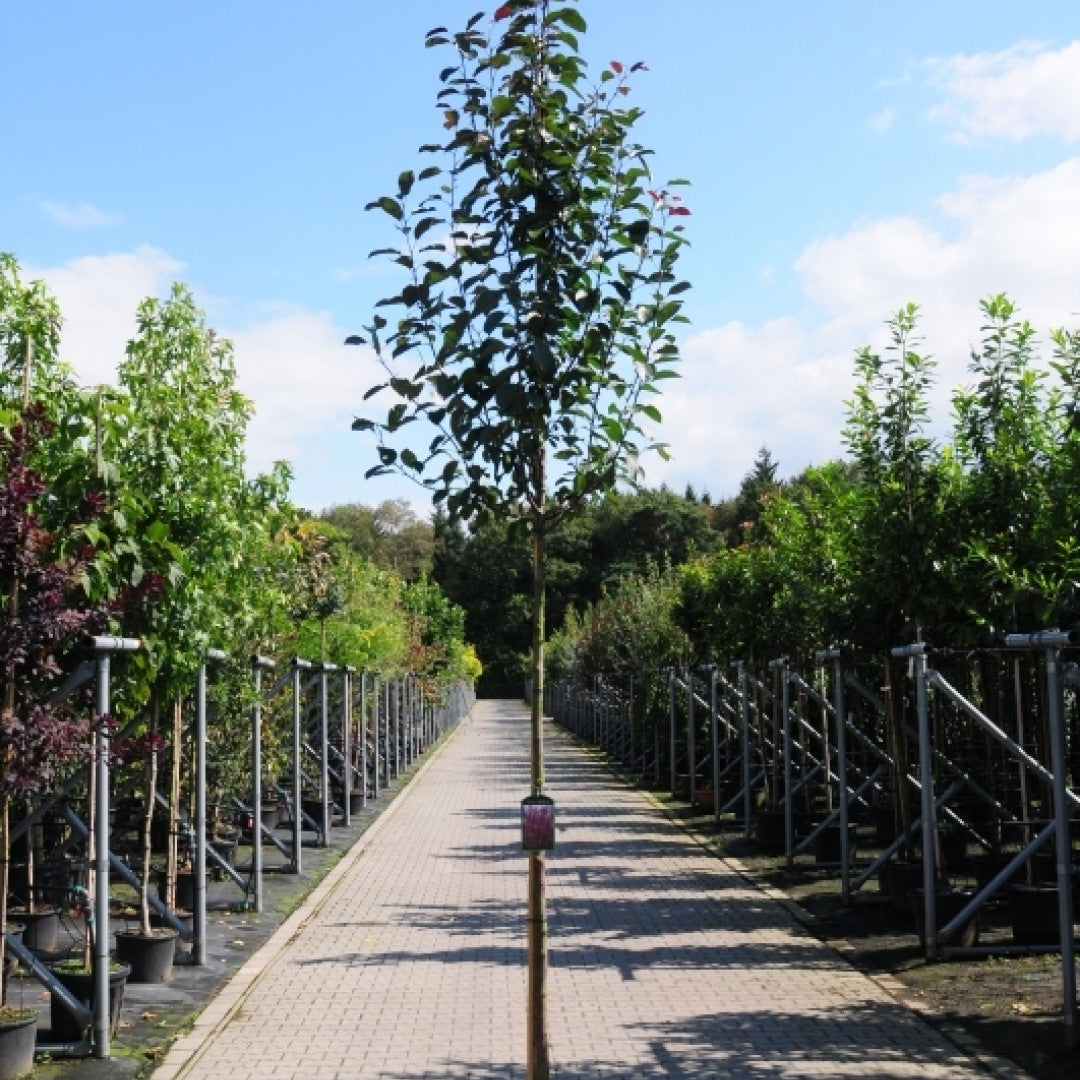 Malus 'Mokum'