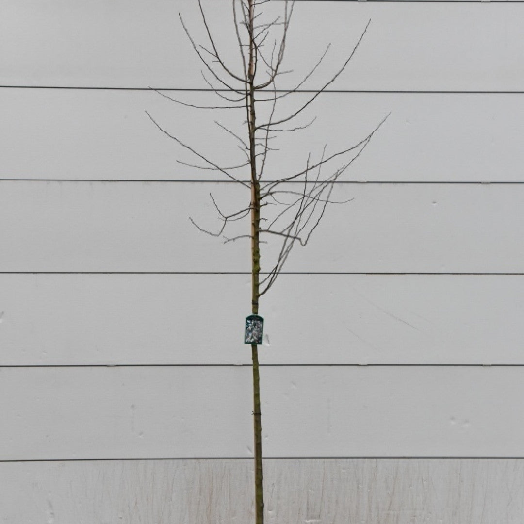 Malus 'Professor Sprenger'