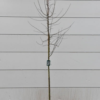 Malus 'Professor Sprenger'