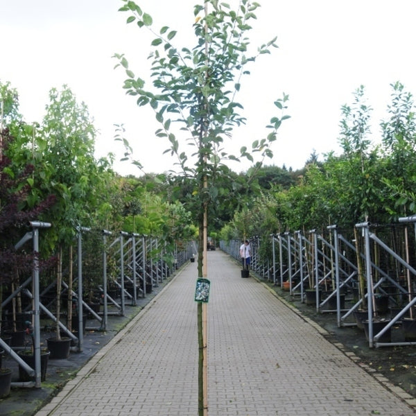 Malus 'Professor Sprenger'