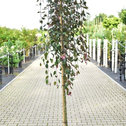 Malus 'Royal Beauty'