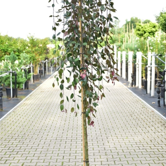 Malus 'Royal Beauty'