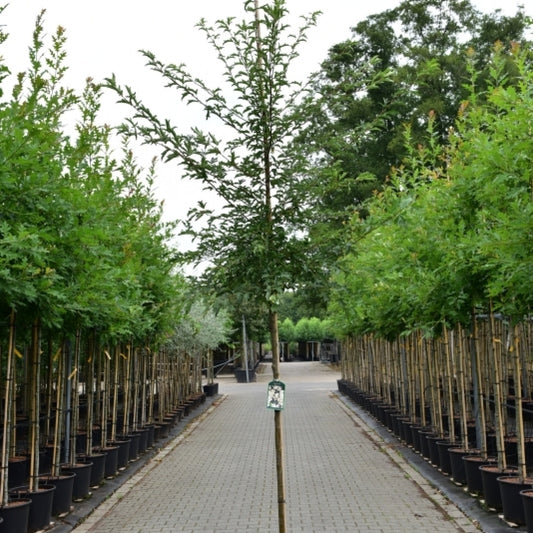 Malus toringo 'Brouwers'
