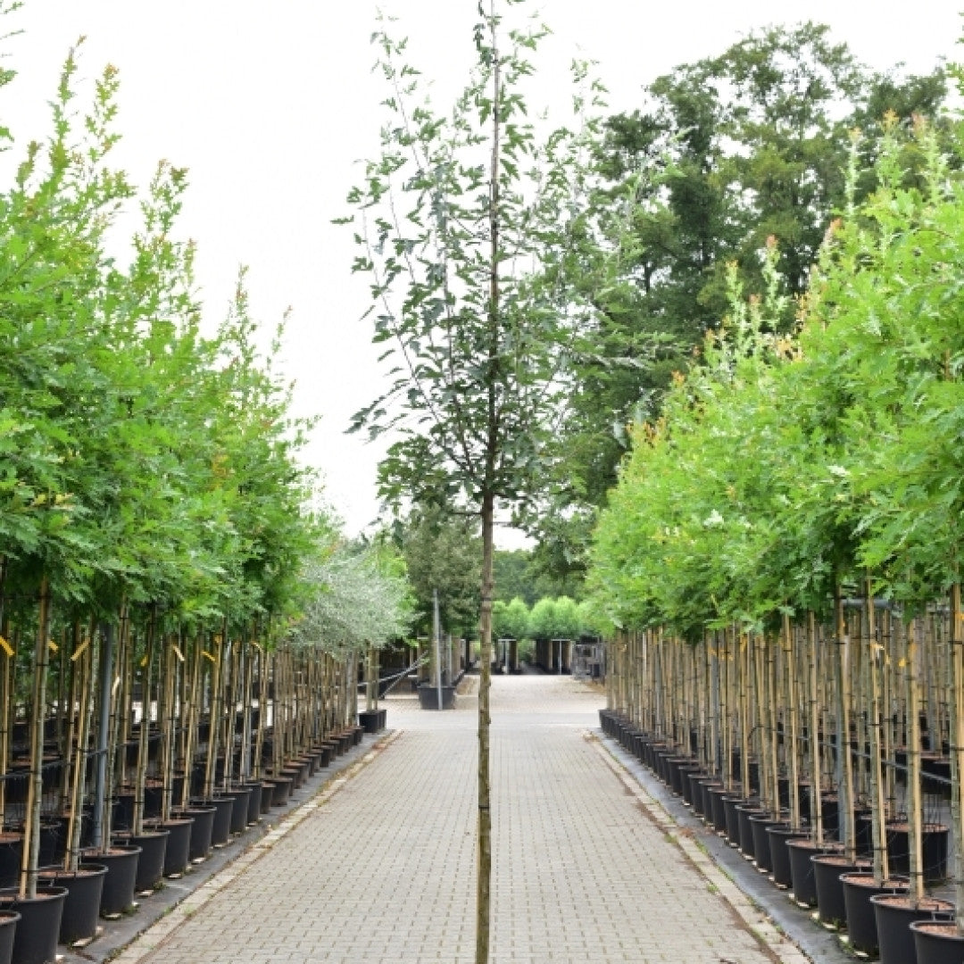 Malus toringoides 'Mandarin'