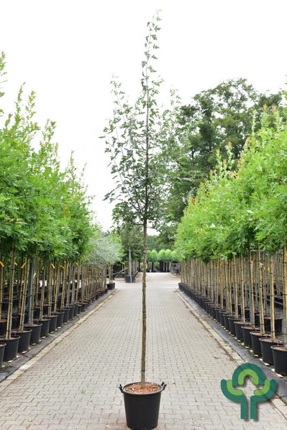 Malus toringoides 'Mandarin'