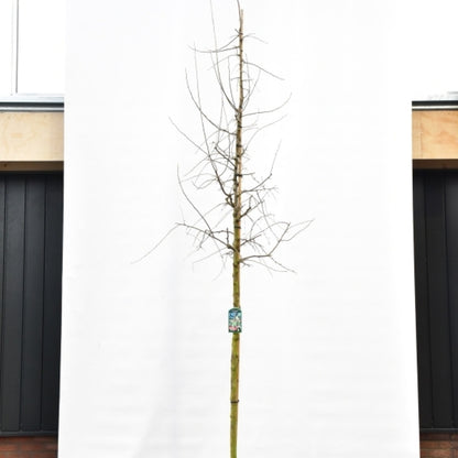 Malus toringoides 'Mandarin'