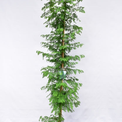 Watercipres (Metasequoia glyptostroboides)