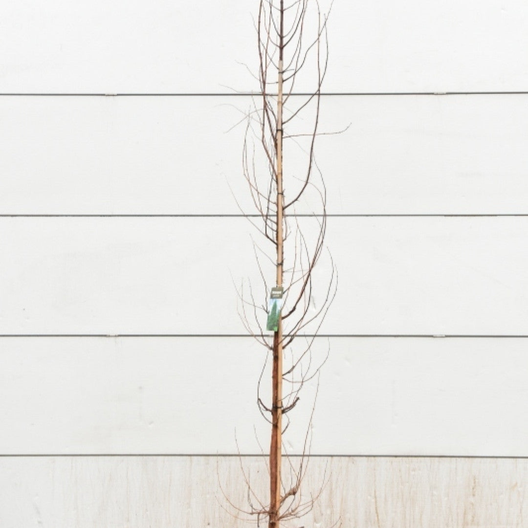 Watercipres (Metasequoia glyptostroboides)