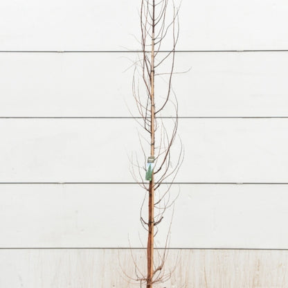 Watercipres (Metasequoia glyptostroboides)