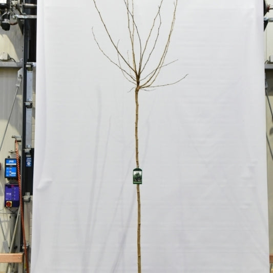 Morus alba 'Fruitless'
