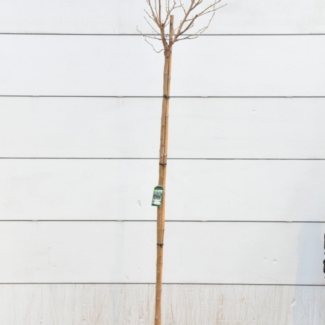 Morus alba 'Macrophylla'