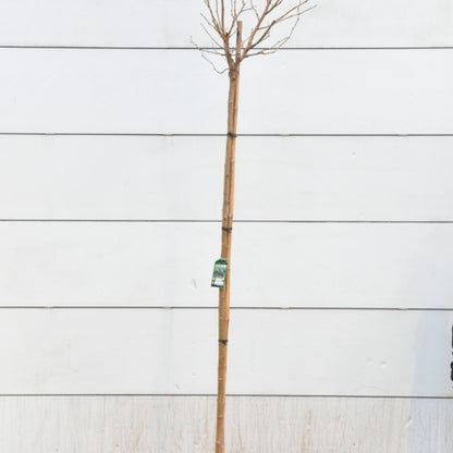 Morus alba 'Macrophylla'