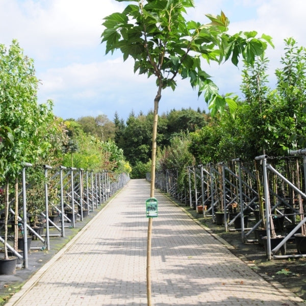 Morus alba 'Macrophylla'