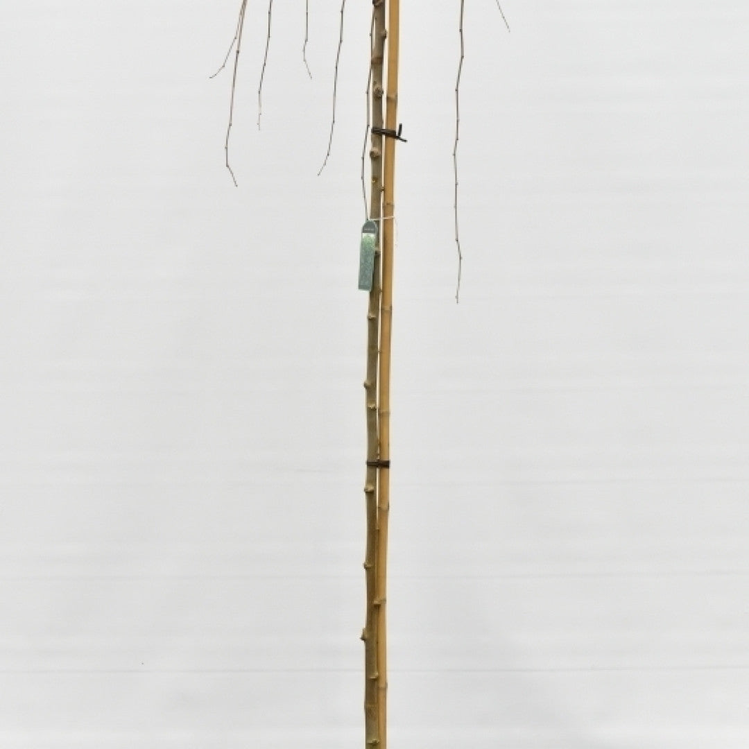 Morus alba 'Pendula'