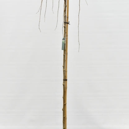 Morus alba 'Pendula'