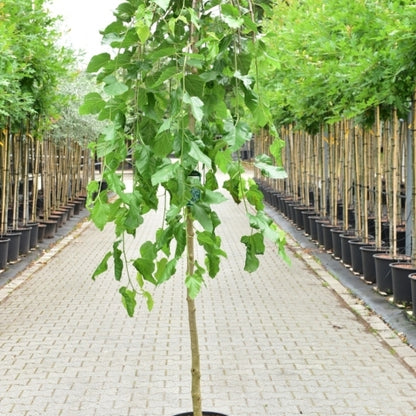 Morus alba 'Pendula'