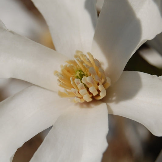 Magnolia kobus 'Isis'