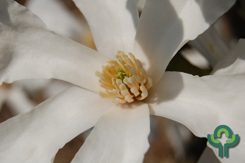 Magnolia kobus 'Isis'