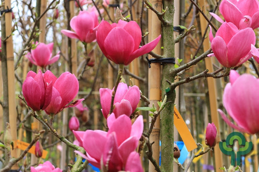Magnolia 'Cleopatra'