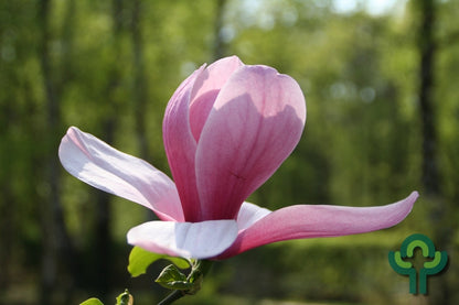 Magnolia 'Galaxy'