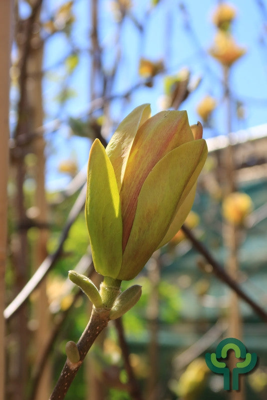 Magnolia 'Sunsation'