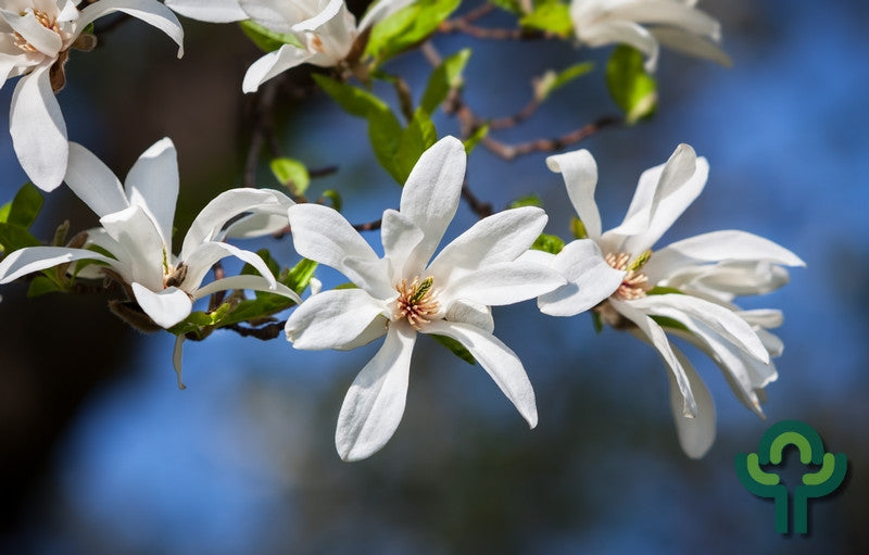 Magnolia kobus